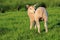 Cute Little Lamb in Evening Light along Annandale Way, Dumfries and Galloway, Scotland, Great Britain