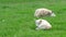 Cute little lamb in the front while other sheep is sleeping in the background