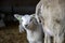 Cute little lamb looks at the camera from behind her mother, yellow medicine on her mouth