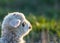 cute little lamb portrait spring background