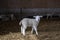 Cute little lamb stands proudly in the middle of the stable with straw looking at the camera, full body