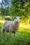 Cute little lambs gazing on meadows. Texel Cross Ewe, a female sheep with her newborn lamb. A tender moment between