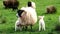 Cute little lambs sucking milk from mother sheep