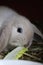 A cute little light floppy-eared bunny eats salad in the stall