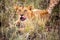 Cute little lion cubs on safari in African steppe Kenya playing and resting.