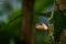 Cute little lizard gecko hiding over a leaf
