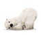 cute little lovely polar bear character on white background