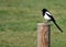 Cute little magpie bird standing on a wooden post in a field of grass