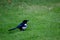 Cute little magpie walking around on the ground in a vibrant green field on a sunny day in a park