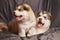 Cute little Malamute puppies lie on a gray background, sticking out their tongues