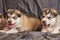 Cute little Malamute puppies lie on a gray background, sticking out their tongues