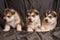 Cute little Malamute puppies lie and look away on a gray background