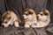 Cute little Malamute puppies lie and look away on a gray background