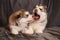 Cute little Malamute puppies lie, one of them yawns, on a gray background