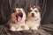 Cute little Malamute puppies lie, one of them yawns, on a gray background