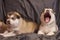 Cute little Malamute puppies lie, one of them yawns, on a gray background