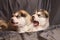 Cute little Malamute puppies lie, one of them yawns, on a gray background