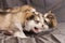 Cute little Malamute puppies lying down are played, on a gray background