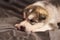 Cute little Malamute puppy lying with his head on his paws on a gray background