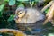 Cute little mallard duck on a trip through lakes and meadows with the mallard duck family as baby bird and little biddy