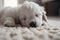 Cute little Maltese puppy sleeping on the carpet at home, closeup Ai generated