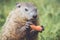 Cute little Marmot with mouth closed with carrot