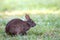 A cute little Marsh Rabbit munches on grass