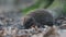 Cute little modest hedgehog stay in the carpet of past year leafes, looking in the camera and yanks by his nose