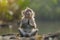 A cute little monkey meditates sitting in a lotus position in nature