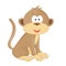 A cute little monkey sits on a white background.