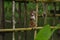 Cute little monkey sitting on a bamboo fencing . Wildlife . Monkey .