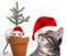 Cute little mouse and cat with santa caps