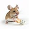 Cute little mouse eats gnawed a dollar bill on a white background close-up, funny photos