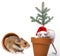 Cute little mouse with santa cap and funny hamster