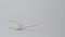 Cute little mouse on a white background