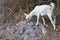 A cute and little native goat grazing on the mountain near Canakkale.