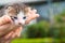 Cute little newborn kitten in hands of a person in nature. Pets