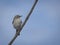 Cute little northern mockingbird