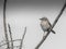 Cute little northern mockingbird