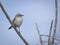 Cute little northern mockingbird