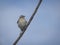 Cute little northern mockingbird