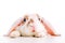 Cute little orange and white color bunny rabbit rabbit peeps out from behind a table on white background - animals and