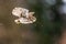 cute little owl (Athene noctua) flying in a light snowfall