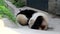 Cute Little Panda Cub is Playing with her Mom , China