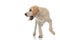 Cute little panting labrador retriever walks