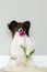 Cute little papillon dog with a tulip. Funny Toy continental spaniel dog is sitting