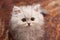 Cute little Persian kitten close up