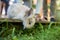 Cute little pet rabbit peeking from wooden terrace