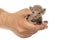 Cute little Peterbald cat kitten on the human\'s hands