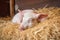 cute little piglet with its eyes closed, taking a nap in the straw barn